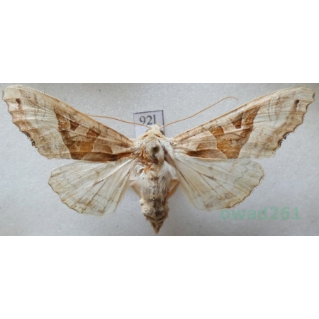 Phlogophora meticulosa (Linnaeus, 1758) Krokiewka lękliwica Czech92l